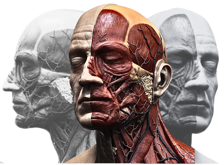 Cadaver Art Aesthetics