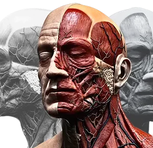 Cadaver Art Aesthetics in Washington, DC 2026